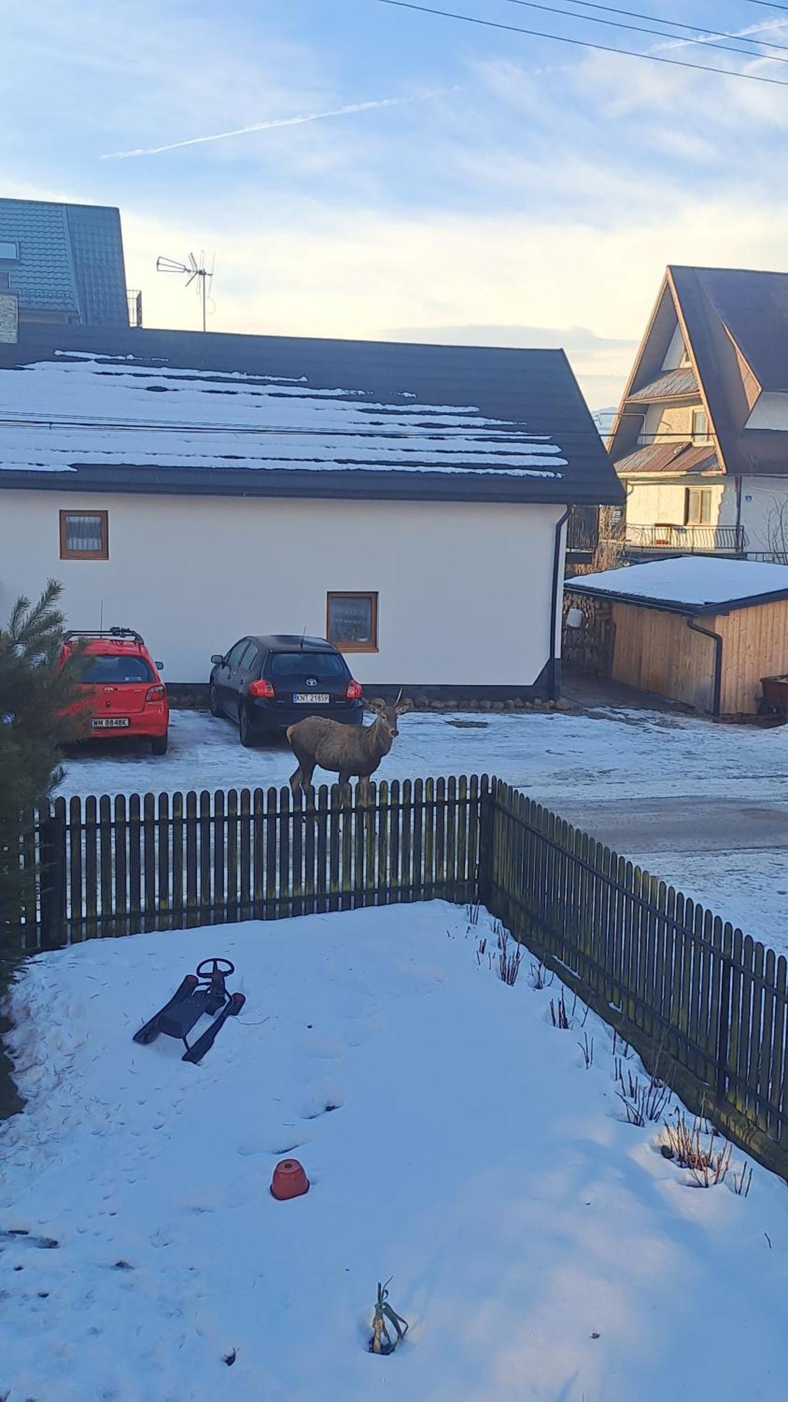 Vila Majkowiczowka Czorsztyn Exteriér fotografie